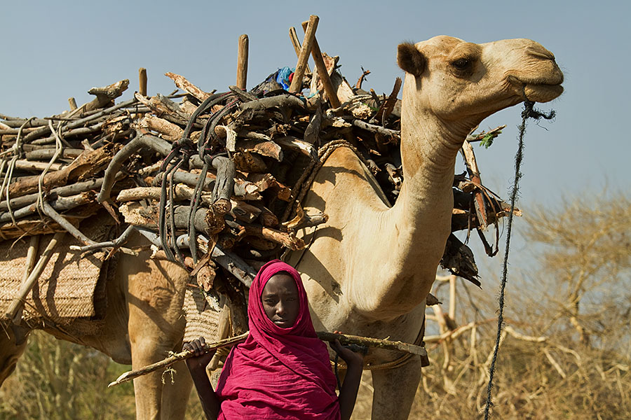  Young afar woman returning home with her fire wood supply   Ethiopia